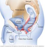 ed and premature ejaculation treatment
