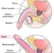 male sexual dysfunction treatment